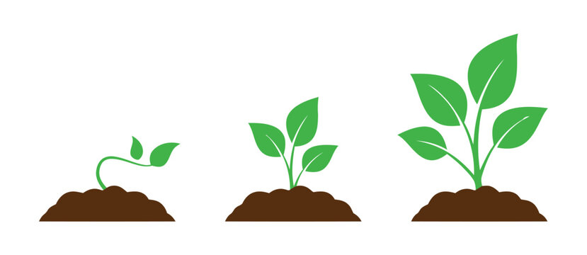 Plant Growth Stages From Seedling To Mature Plant Showing Time Lapse And Progress Of Lifecycle Symbolizing Development Cultivation And Nurturing