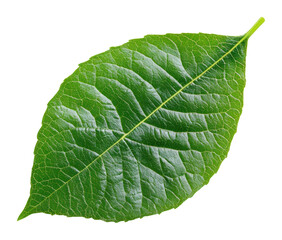 Obraz premium PNG Green leaf detail plant botanical.