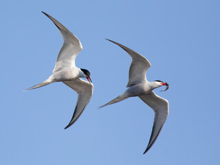 Common terns