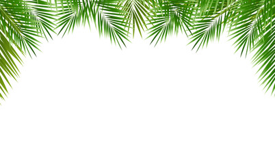 Eco Frame And Palm Tree Leaves