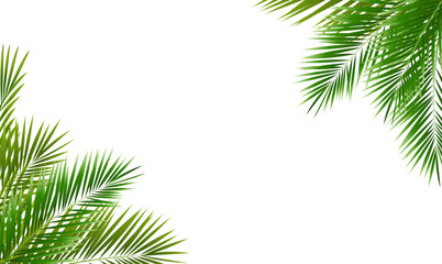 Eco Frame And Green Palm Tree Leaves