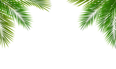 Eco Frame With Green Palm Tree Leaves