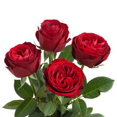 Fototapeta premium bunch of red roses