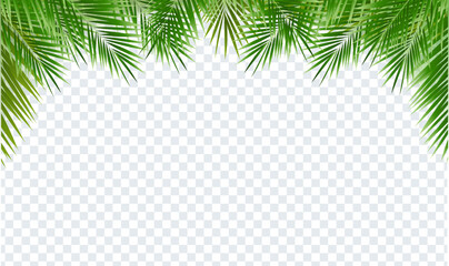 Nature Frame And Green Palm Tree Leaves Transparent Background