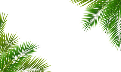 Eco Frame And Green Palm Tree Leaves