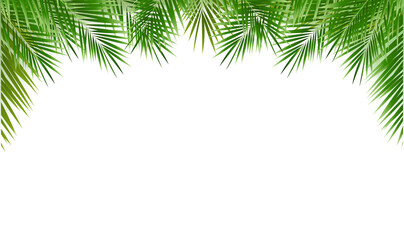 Nature Frame And Green Palm Tree Leaves