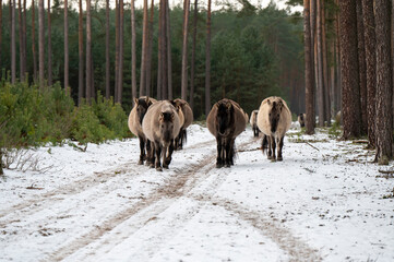 A Polish horse grazing in a forest in Poland in winter. © Kozioł Kamila