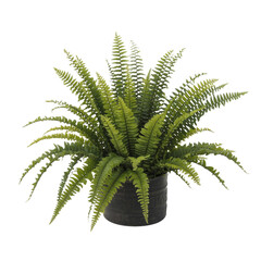 Lush Potted Boston Fern Houseplant