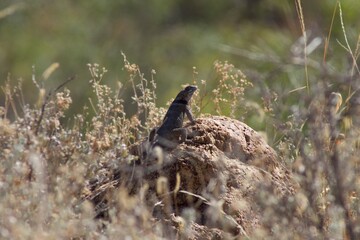Lagarto del desierto 