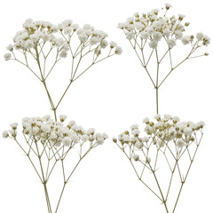 Baby's Breath Floral Sprigs