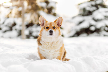 Adorable corgi dog in snow. Winter pet portrait with copy space, purebred dog, cozy seasonal lifestyle.