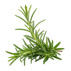 Fototapeta premium Fresh green rosemary herb sprig isolated on transparent background