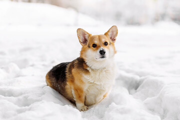 Cute corgi dog sitting in snow. Winter pet portrait with copy space, calm mood, outdoor lifestyle and animal companionship.