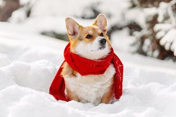 Adorable corgi dog in red scarf in snow. Winter pet portrait with copy space, holiday and cozy lifestyle concept.