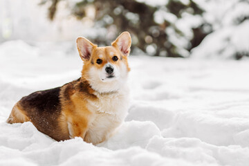 Cute corgi dog sitting in snow outdoors. Winter pet portrait with copy space, calm mood, seasonal lifestyle and companionship.