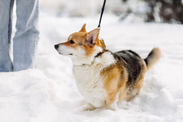 Corgi dog walking on leash in snow with owner. Winter pet lifestyle, care, companionship and active outdoor walk.