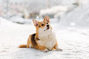 Cute Welsh Corgi resting in snow during winter snowfall. Cozy pet portrait, seasonal background and copy space.