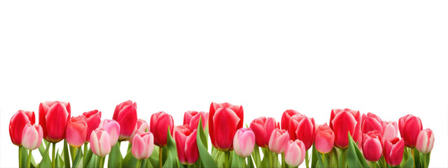 PNG Tulip field tulips flowers border. © Rawpixel.com