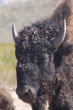 Bisonte Americano 