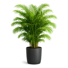 Obraz premium Lush green areca palm houseplant in a sleek dark pot for interior decoration