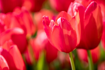 Fototapeta premium pink tulips in spring