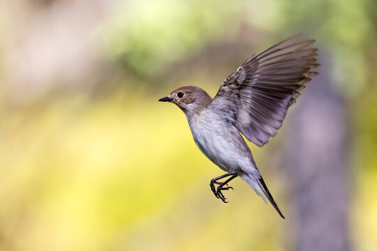 European Pied Flycatcher