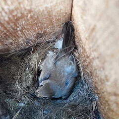 European Pied Flycatcher