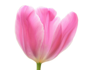 Pink Tulip Flower &mdash; PNG