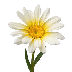 White Daisy Flower