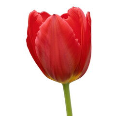 Red Tulip Flower &mdash; PNG