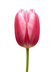 Pink Tulip Flower &mdash; PNG