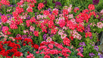  Dense mix of red, pink and purple verbena with dianthus blooms and green foliage. Bright spring garden texture for landscaping, floriculture and floral design.