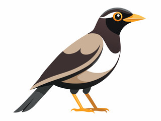 Fototapeta premium bird isolated on white background