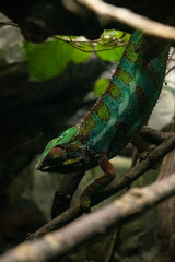 Close-up of a vibrant green chameleon perched on a tree branch in its natural habitat.