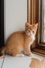 Orange cat on a window border
