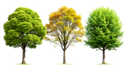 Three green and autumn trees showcasing different seasons isolated on a transparent background, realistic PNG element