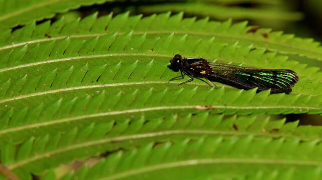 Closeup of emerald damselfly in natural habitat. A detailed macro wildlife video featuring a three banded emerald jewel damselfly perched on a green leaf in a forest environment.