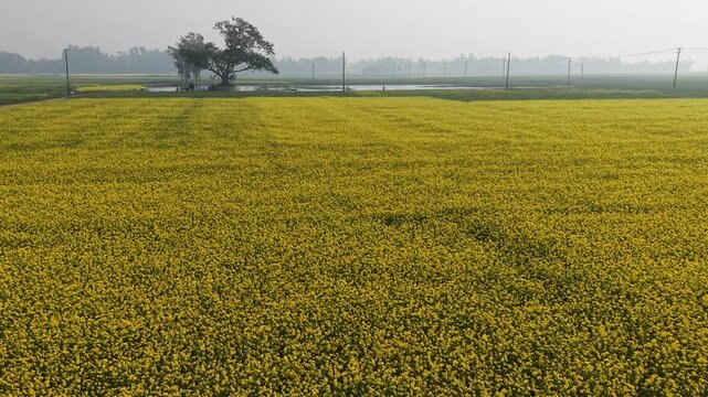 Aerial view of vibrant yellow mustard fields in Chalan Beel, Sirajganj, Bangladesh during winter season. Traditional rural life in Bangladesh with farmers and mustard cultivation in the Chalan Beel we
