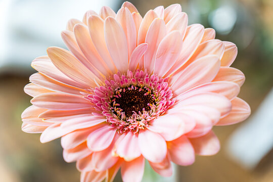 Close-up of pink gerbera flower in spring bloom