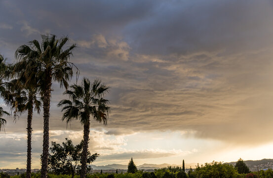 Evening landscape with palm trees in Castellon de la Plana