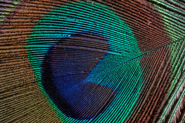 Obraz premium Extreme close-up showing the intricate microscopic structure and vibrant blue, green, and gold colors of a peacock eye feather.