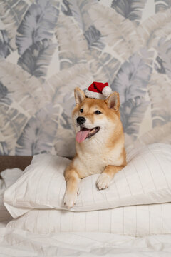 Festive shiba inu wearing santa hat on pillows