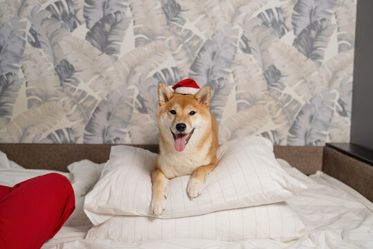 Shiba Inu on pillows wearing a Santa hat indoors