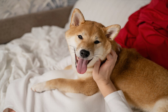 Shiba Inu enjoying quality time with woman indoors