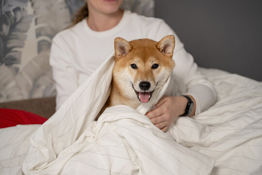 Cozy morning with a woman and Shiba Inu in bed
