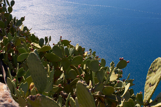 Prickly pear cactus overlooking ocean near Argos