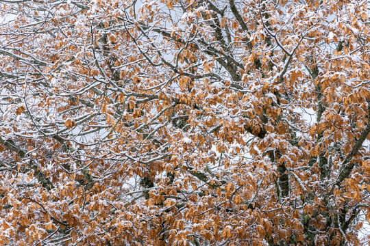 Snow-dusted autumn leaves in a winter forest