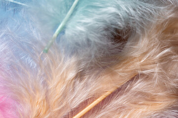 Soft pastel colored abstract feather background