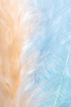 Delicate orange and blue feather texture closeup