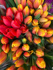 beautiful bouquet of tulips. flowers tulips. nature background